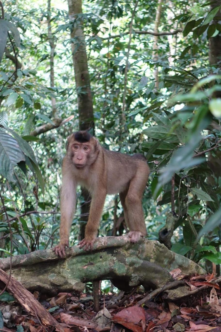 Magpie Homestay & Jungle Trekking Especially For Guest Trekking With Us Bukit Lawang Oda fotoğraf
