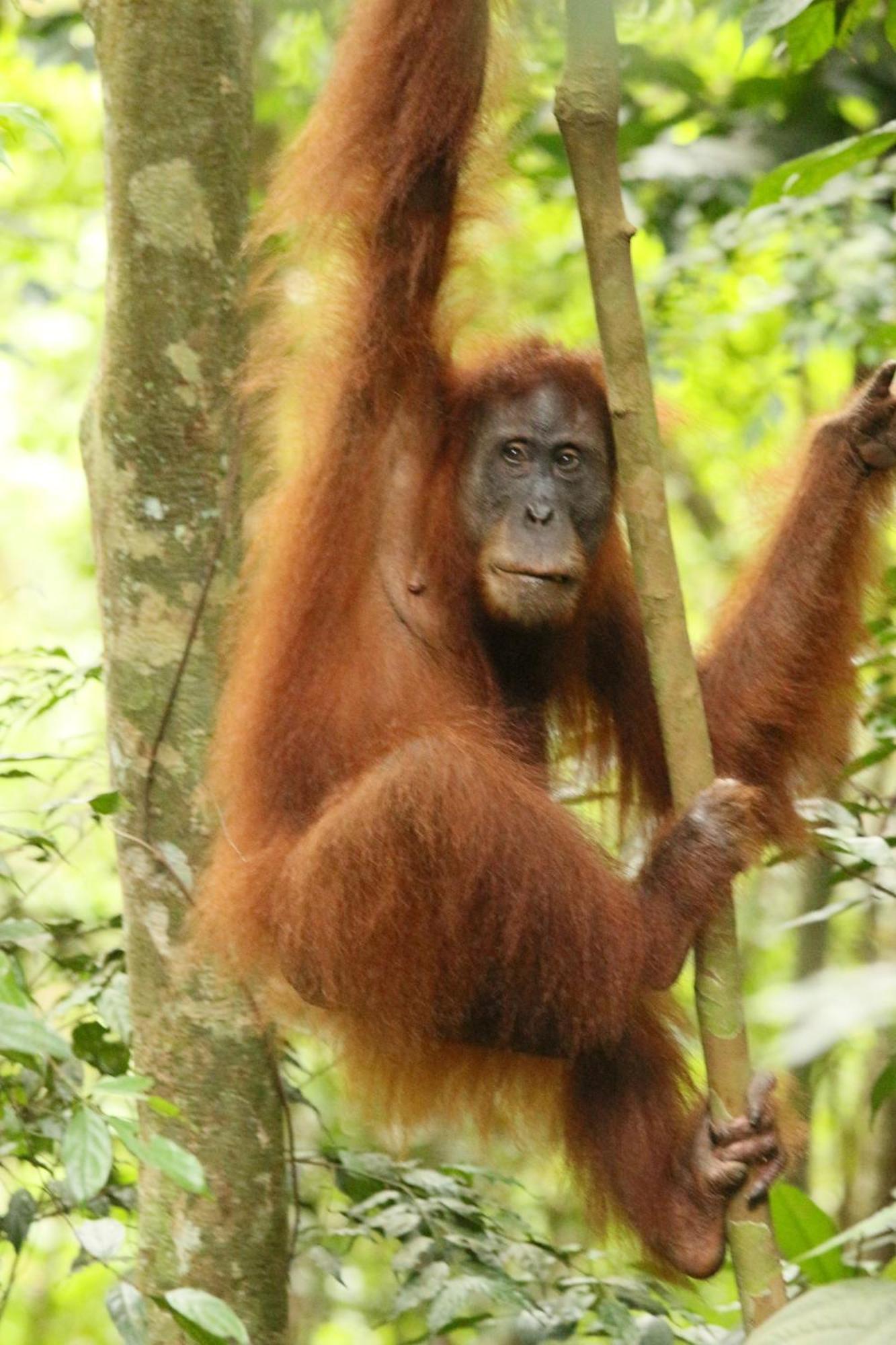 Magpie Homestay & Jungle Trekking Especially For Guest Trekking With Us Bukit Lawang Dış mekan fotoğraf