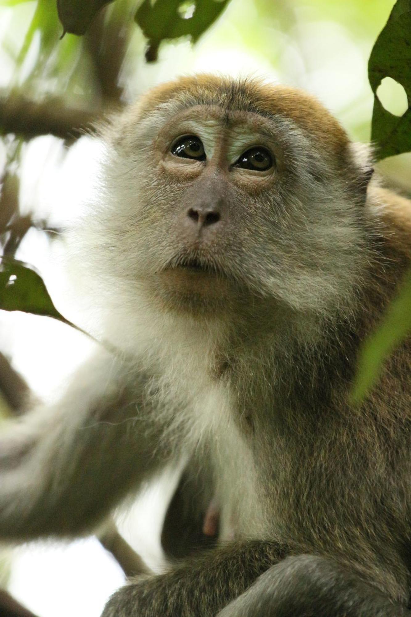 Magpie Homestay & Jungle Trekking Especially For Guest Trekking With Us Bukit Lawang Dış mekan fotoğraf