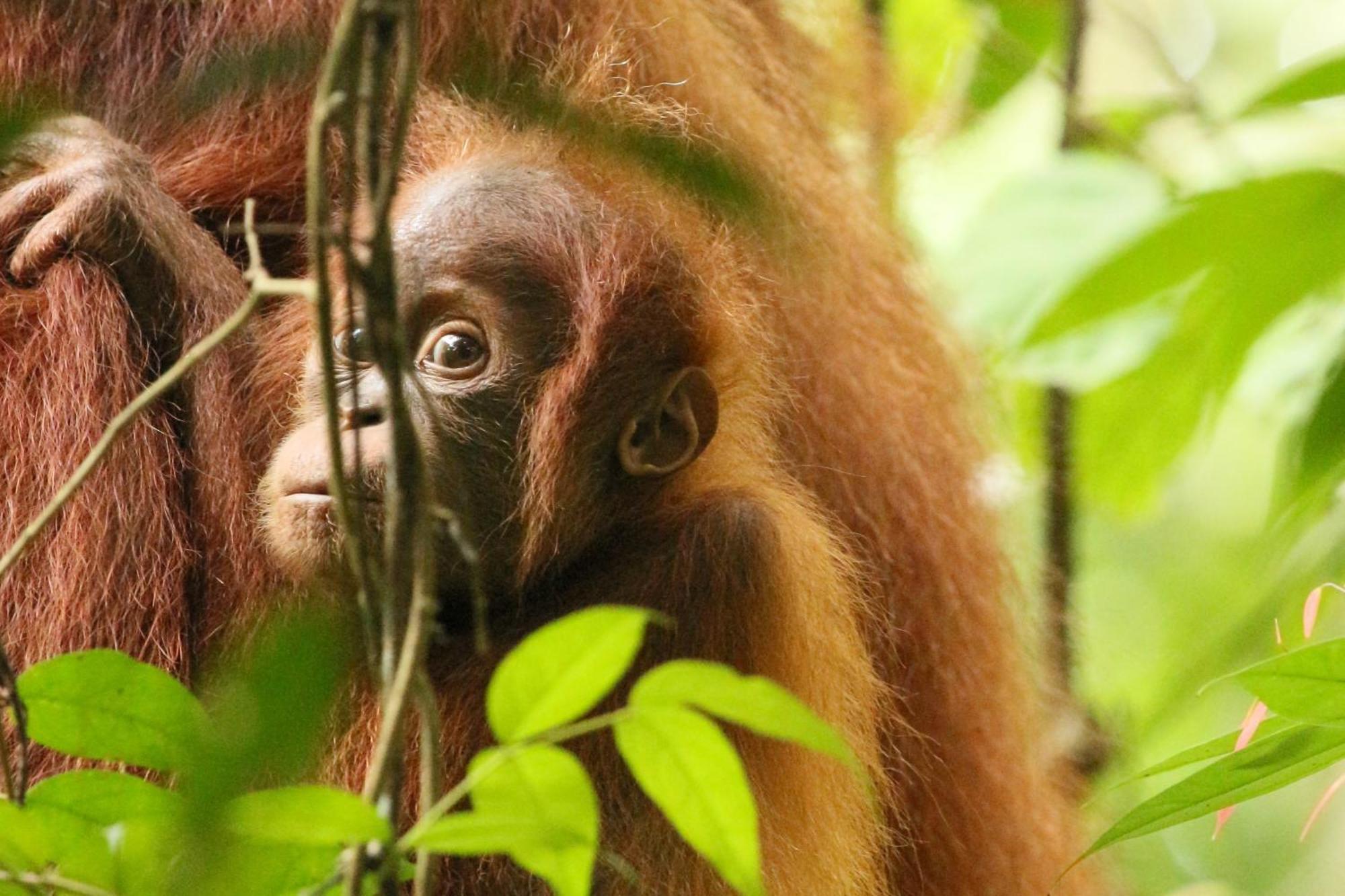 Magpie Homestay & Jungle Trekking Especially For Guest Trekking With Us Bukit Lawang Dış mekan fotoğraf